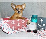 Puppy Cosmo Chihuahua