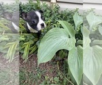 Small #8 Boston Terrier