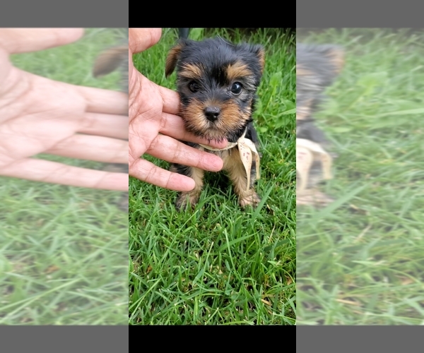 Medium Photo #4 Yorkshire Terrier Puppy For Sale in PERRIS, CA, USA