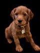 Small Photo #9 Goldendoodle Puppy For Sale in WOLCOTT, IN, USA