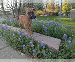 Small Photo #12 Mutt Puppy For Sale in Euless, TX, USA
