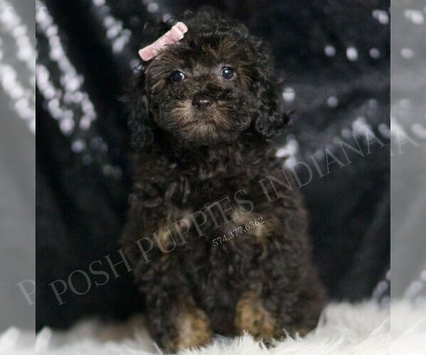 Medium Photo #1 Poodle (Toy) Puppy For Sale in WARSAW, IN, USA