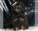 Puppy Willow AKC Poodle (Toy)