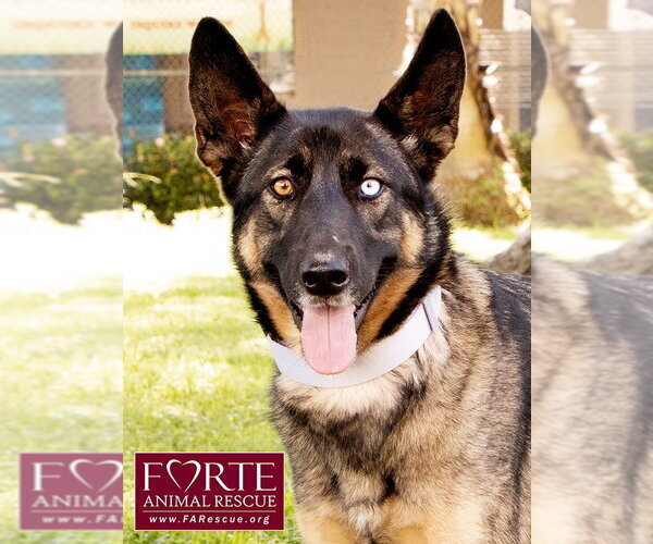 Medium Photo #1 Australian Shepherd-German Shepherd Dog Mix Puppy For Sale in Marina del Rey, CA, USA