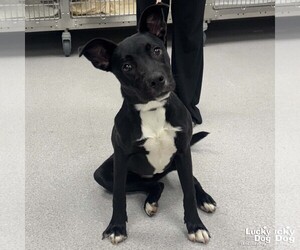 Labrador Retriever-Retriever  Mix Dogs for adoption in Washington, DC, USA