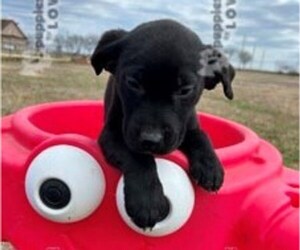 Labrador Retriever Puppy for sale in SANGER, TX, USA
