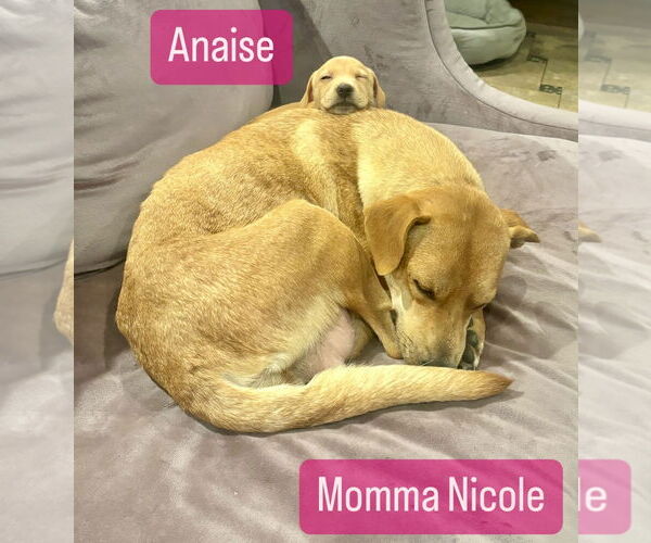 Medium Photo #2 Mutt Puppy For Sale in Houston, TX, USA