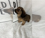 Small Dachshund