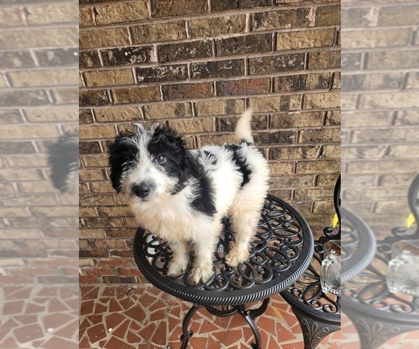 Medium Photo #10 Pyredoodle Puppy For Sale in BIRMINGHAM, AL, USA