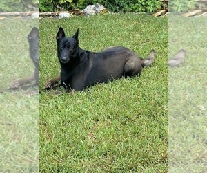 Mother of the Belgian Malinois puppies born on 09/02/2023