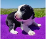 Puppy Piper Border Collie