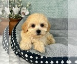 Small #2 Maltipoo