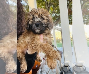 Saint Berdoodle Puppy for Sale in SPRINGVILLE, California USA