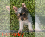 Small #2 Biewer Terrier