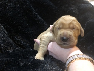 Golden Retriever Puppy for sale in KENNER, LA, USA