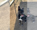 Milo - Male Mutt Dog for Adoption - Small photo