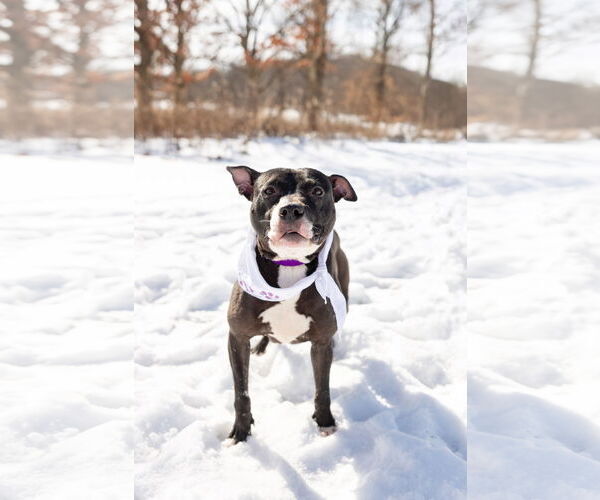 Medium Photo #9 Mutt Puppy For Sale in Crete, IL, USA