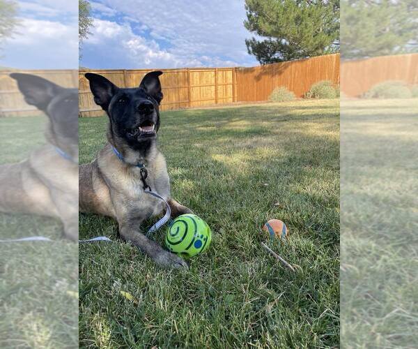 Medium Photo #3 Mutt Puppy For Sale in Imlay City, MI, USA