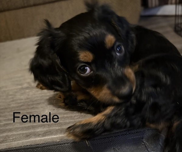 Medium Photo #4 Dachshund Puppy For Sale in SMYRNA, TN, USA