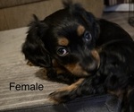 Puppy Sweetie Dachshund