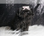 Small Photo #34 Shih Tzu Puppy For Sale in WARSAW, IN, USA