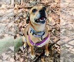 Small #31 Puggle
