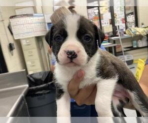 American Pit Bull Terrier-Unknown Mix Dogs for adoption in Waco, TX, USA