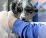 Small Photo #6 Miniature Australian Shepherd Puppy For Sale in FORT MYERS, FL, USA