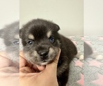 Small #7 Pomsky-Shiba Inu Mix