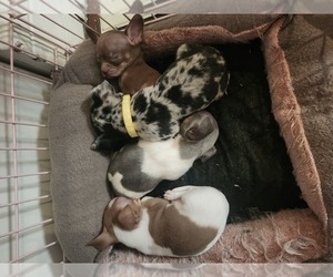 Chihuahua Puppy for sale in SPRINGFIELD, IL, USA