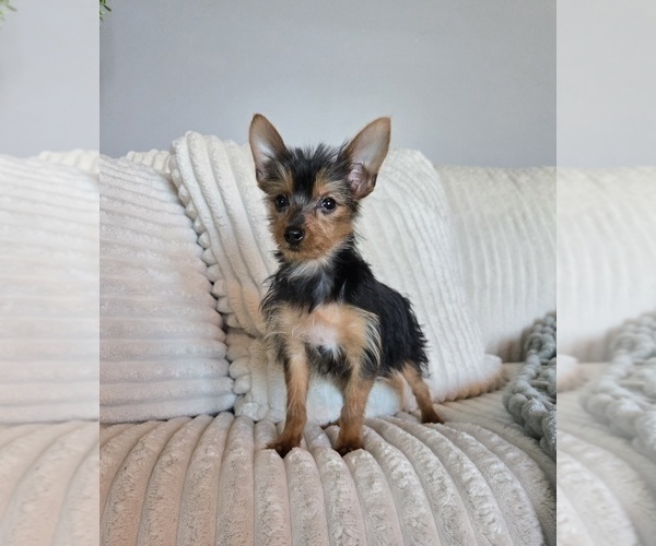 Medium Photo #1 Yorkshire Terrier Puppy For Sale in INDIANAPOLIS, IN, USA
