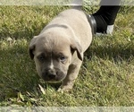 Small Photo #34 Cane Corso Puppy For Sale in BELGRADE, MT, USA
