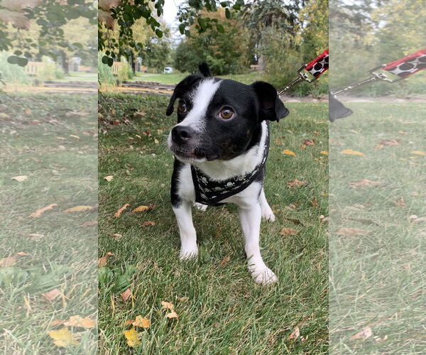 Medium Photo #3 Chiweenie Puppy For Sale in St. Louis Park, MN, USA