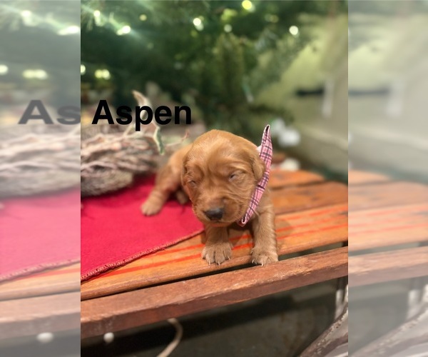 Medium Photo #9 Golden Retriever Puppy For Sale in MARSHFIELD, MO, USA