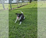 Small #1 Border Terrier-Rat Terrier Mix