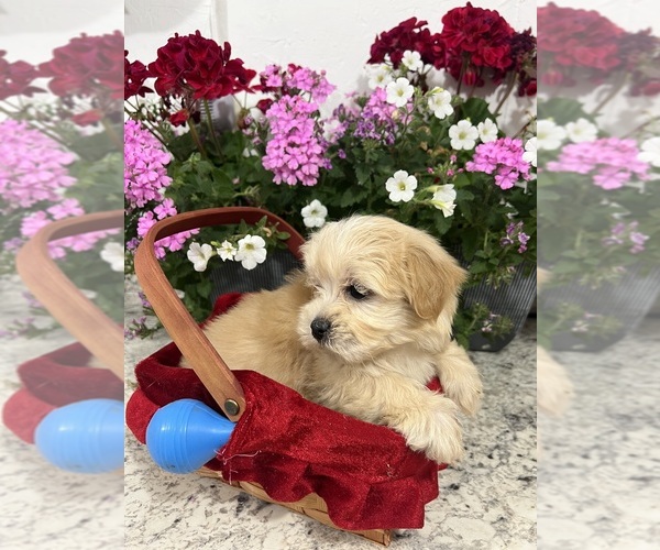Medium Photo #1 Maltipoo (Miniature) Puppy For Sale in GREENVILLE, NC, USA