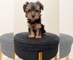 Small Yorkshire Terrier