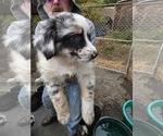Small #2 Australian Shepherd