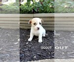 Puppy Scout Jack Russell Terrier