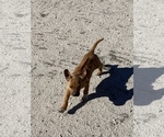 Small Photo #144 Rhodesian Ridgeback Puppy For Sale in MORONGO VALLEY, CA, USA
