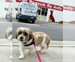 Small #3 Shih Apso