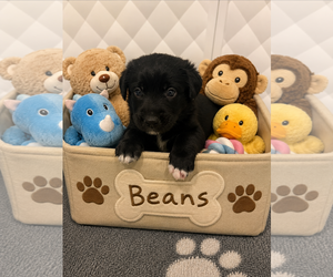 Australian Shepherd-Unknown Mix Dogs for adoption in Euless, TX, USA