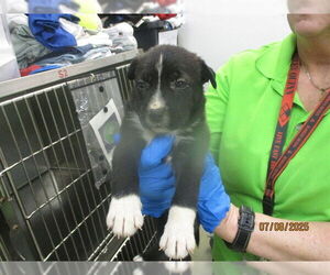 American Pit Bull Terrier-Poodle (Standard) Mix Dogs for adoption in Oklahoma City, OK, USA
