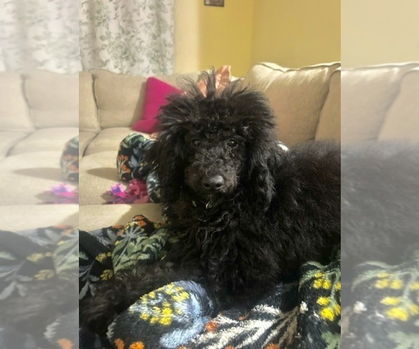 Medium Photo #4 Poodle (Miniature) Puppy For Sale in BRENTWOOD, CA, USA