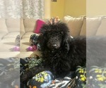 Small #3 Poodle (Miniature)
