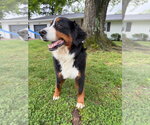 Small #2 Bernese Mountain Dog