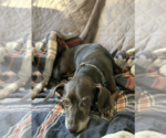 Small #4 Dachshund Mix