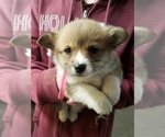 Small Photo #13 Pembroke Welsh Corgi Puppy For Sale in MOUNTAIN GROVE, MO, USA