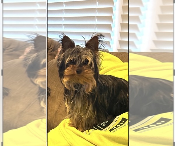 Medium Photo #1 Yorkshire Terrier Puppy For Sale in LITTLE RIVER, SC, USA