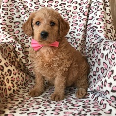 Labradoodle Puppy for sale in EPHRATA, PA, USA